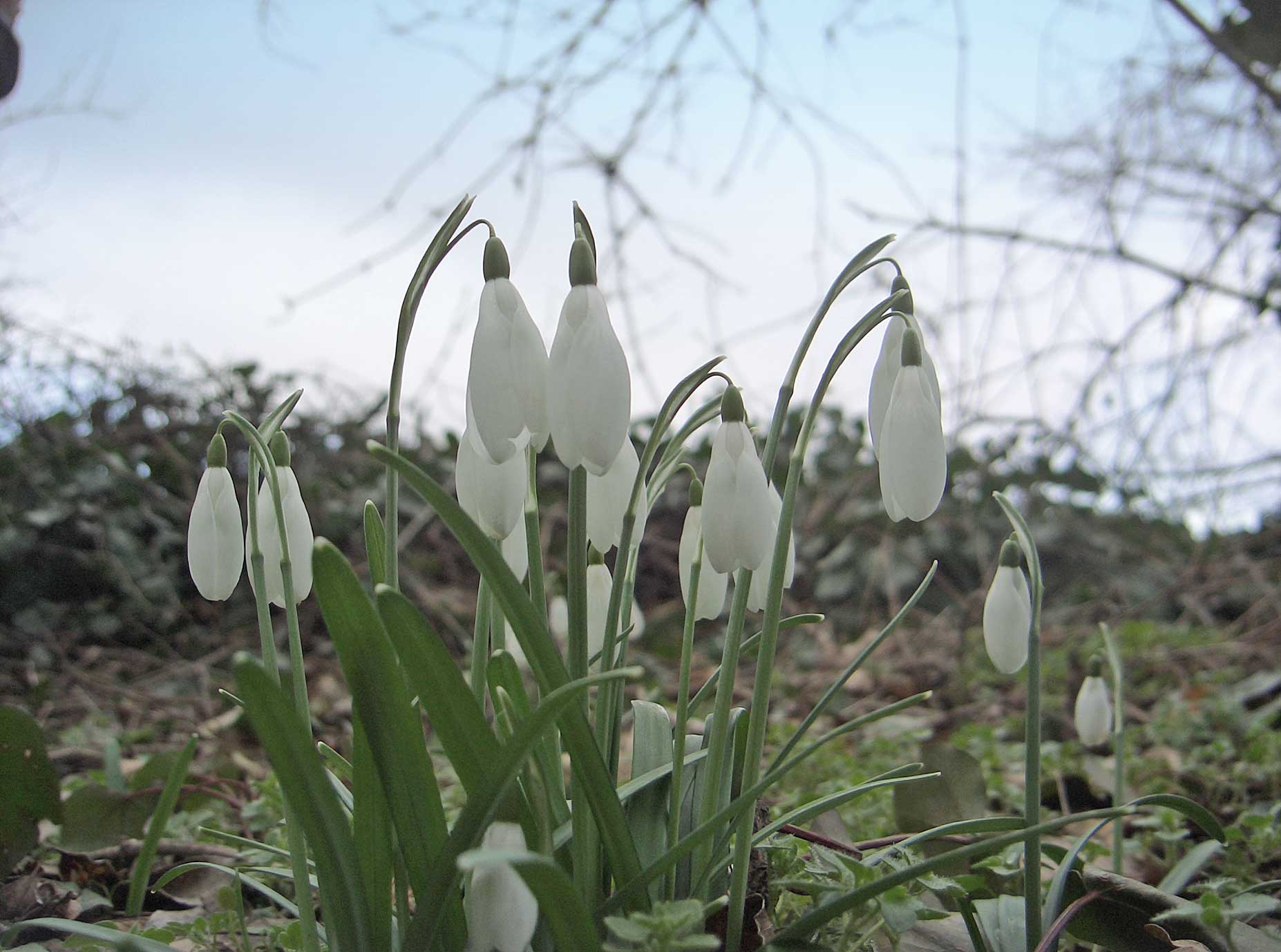 Flora del Veneto, Bucaneve (Galanthus nivalis).